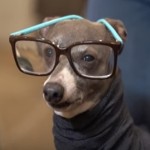 cursivewerewolf's Avatar