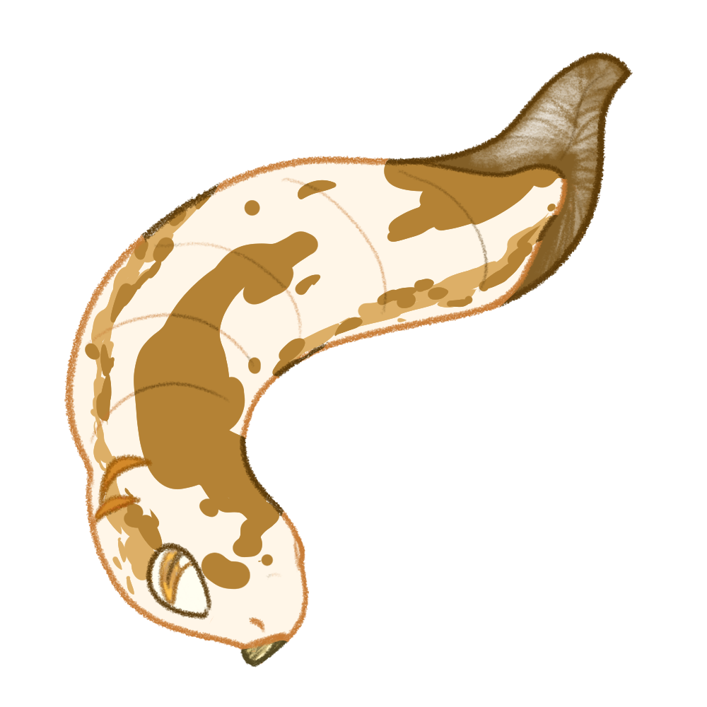 Toothacoda