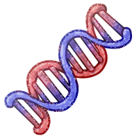 (M) Gummy DNA